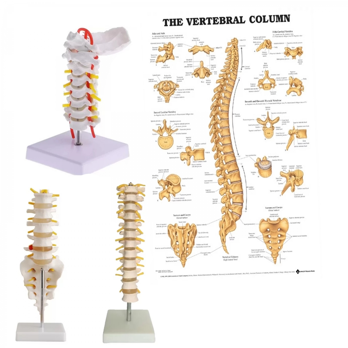 Myaskro Complete Spinal Anatomy Set | Cervical, Thoracic & Lumbar